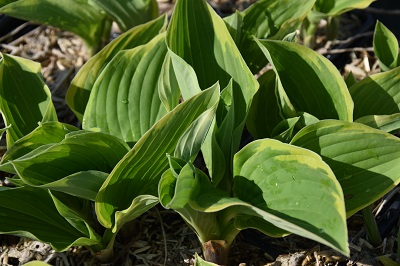 Plante-Vivace-Hosta-fortuneii-'Aureomarginata'