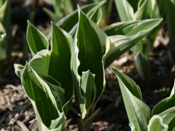 Plante-Vivace-Hosta-fortuneii-'Albo-Marginata'