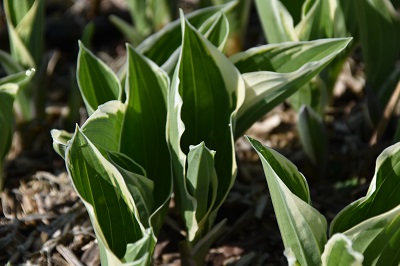 Plante-Vivace-Hosta-fortuneii-'Albo-Marginata'