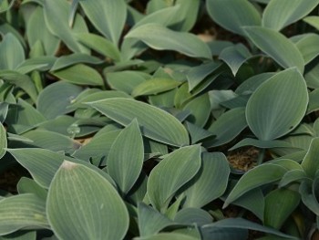 Plante-Vivace-Hosta-halcyon