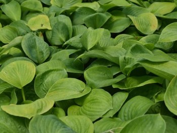 Plante-Vivace-Hosta-sieboldana