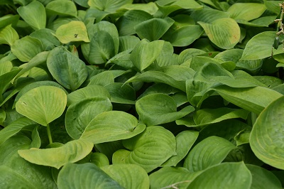 Plante-Vivace-Hosta-sieboldana