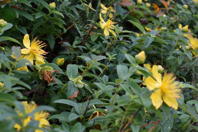 Plante-Vivace-Hypericum-calycinum