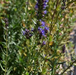 Plante-Vivace-Hysope-officinalis