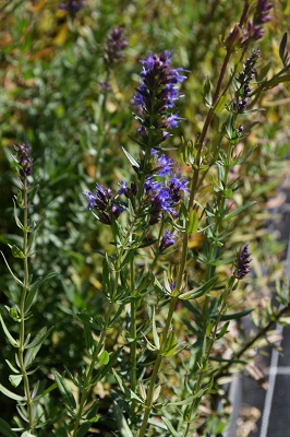 Plante-Vivace-Hysope-officinalis