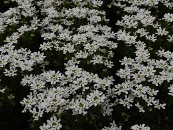 Plante-Vivace-Iberis-sempervirens-'Snowflacke'
