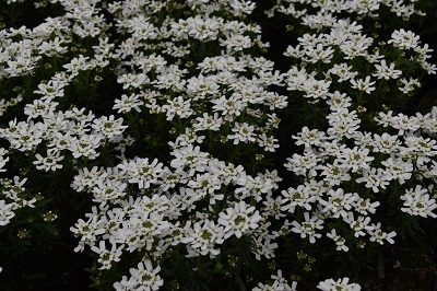 Plante-Vivace-Iberis-sempervirens-'Snowflacke'