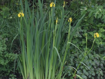 Plante-Vivace-Iris-Pseudoacorus
