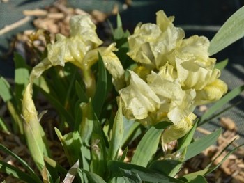Plante-Vivace-Iris-pumila-jaune