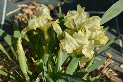 Plante-Vivace-Iris-pumila-jaune