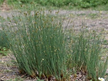 Plante-Aquatique-Juncus-inflexus