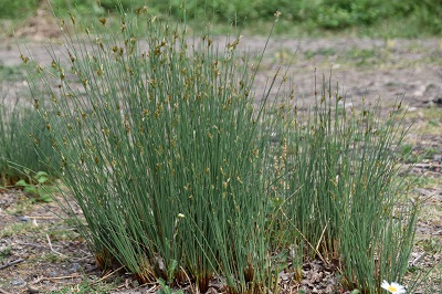 Plante-Aquatique-Juncus-inflexus