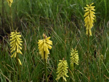 Plante-Vivace-Kniphofia-'Lemon-Popsicle'