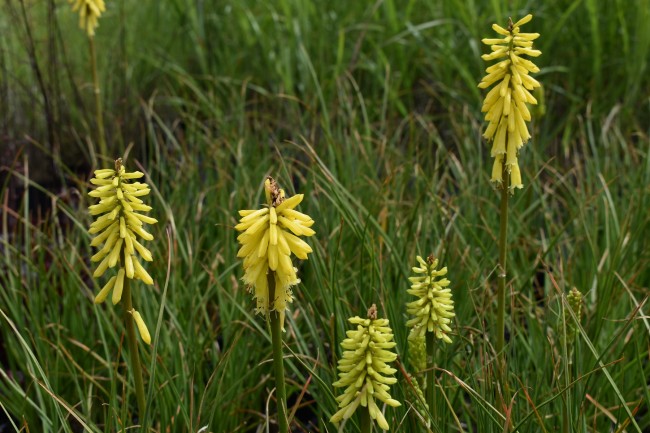 Plante-Vivace-Kniphofia-'Lemon-Popsicle'