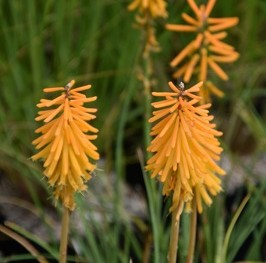 Plante-Vivace-Kniphofia-'Mango-Popsicle'