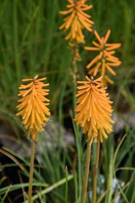 Plante-Vivace-Kniphofia-'Mango-Popsicle'