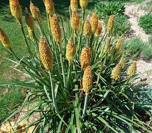 Plante-Vivace-Kniphofia-uvaria-'Grandiflora'