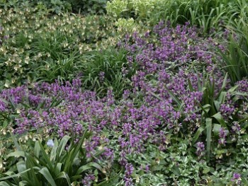 Plante-Vivace-Lamium-maculatum-'Shell-Pink'