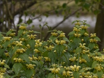 Plante-Vivace-Lamiastrum-galeobdolon-'Florentinum'