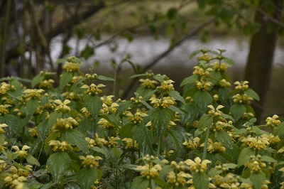 Plante-Vivace-Lamiastrum-galeobdolon-'Florentinum'