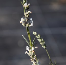 Plante-Vivace-Lavandula-intermedia-'Edelweiss'