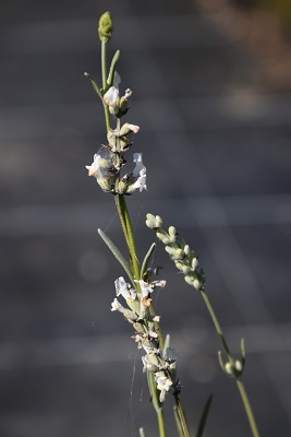 Plante-Vivace-Lavandula-intermedia-'Edelweiss'