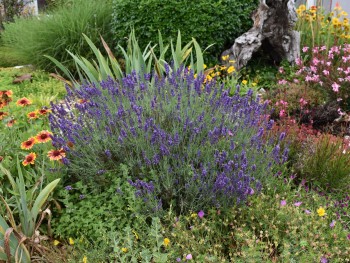 Plante-Vivace-Lavandula-'Hidcote'