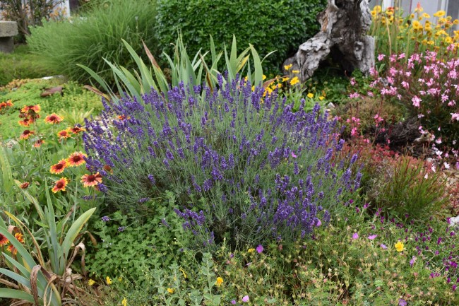 Plante-Vivace-Lavandula-'Hidcote'