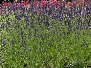 Plante-Vivace-Lavandula-'Grosso'