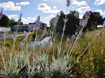 Plante-Vivace-Lavandula-'Richard-Gray'