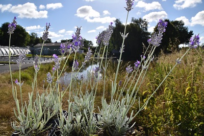 Plante-Vivace-Lavandula-'Richard-Gray'