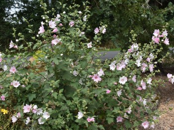 Plante-Vivace-Lavatera-'Bransley'