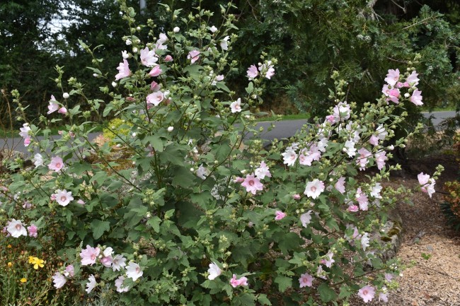 Plante-Vivace-Lavatera-'Bransley'