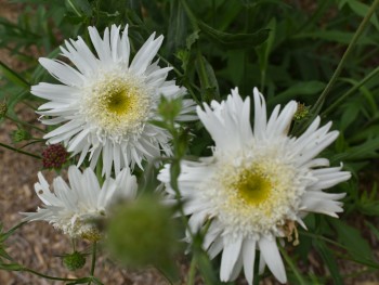 Plante-Vivace-Leucanthemum-'Wirral-Supreme'