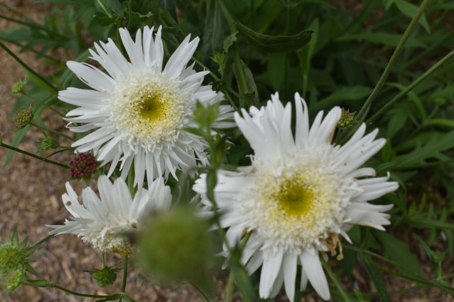 Plante-Vivace-Leucanthemum-'Wirral-Supreme'