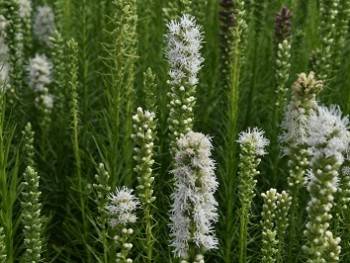 Plante-Vivace-Liatris-spicata-'Alba'