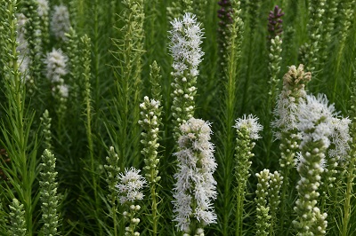 Plante-Vivace-Liatris-spicata-'Alba'