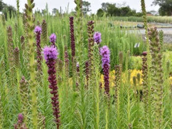 Plante-Vivace-Liatris-spicata