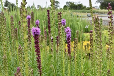 Plante-Vivace-Liatris-spicata