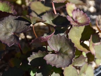 Plante-Vivace-Ligularia-dentata-'Desdemona'