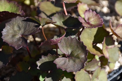 Plante-Vivace-Ligularia-dentata-'Desdemona'