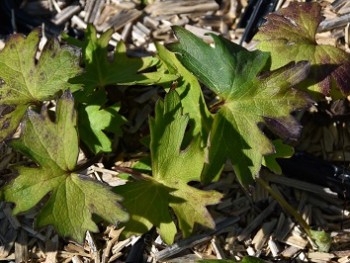 Plante-Vivace-Ligularia-przewalskii