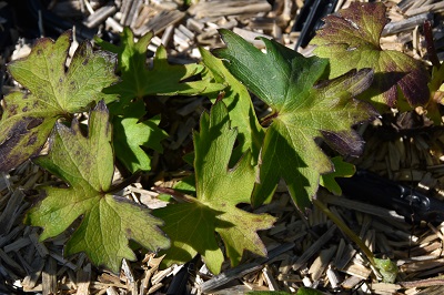 Plante-Vivace-Ligularia-przewalskii