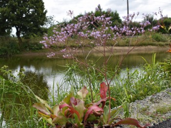 Plante-Vivace-Limonium-latifolium