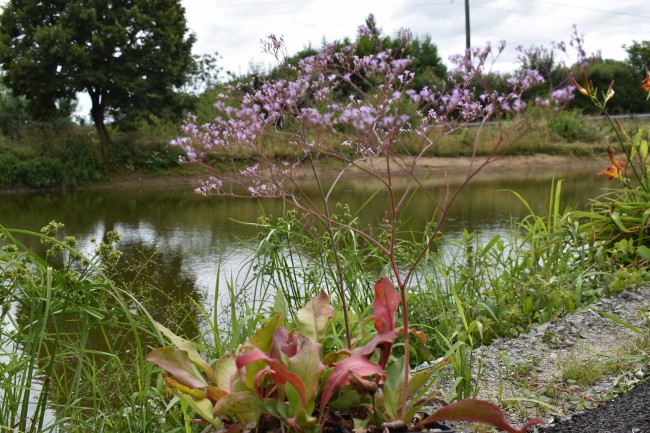 Plante-Vivace-Limonium-latifolium