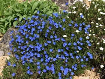 Plante-Vivace-Lithodora-diffusa-'Heavenly-Blue'