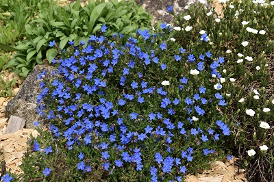 Plante-Vivace-Lithodora-diffusa-'Heavenly-Blue'