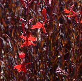 Plante-Vivace-Lobelia-cardinalis-'Queen-Victoria'