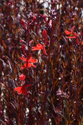 Plante-Vivace-Lobelia-cardinalis-'Queen-Victoria'