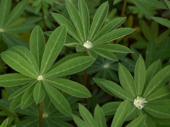 Plante-Vivace-Lupin